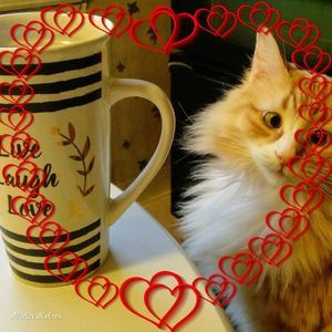 Meet your Posher, Leesa